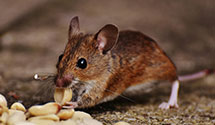 24 Hour & Emergency Exterminators in Fox Valley, IL